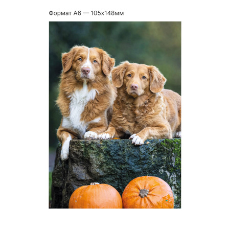 Интерактивная открытка с NFC "Собаки", ISBC, арт. 121-61487