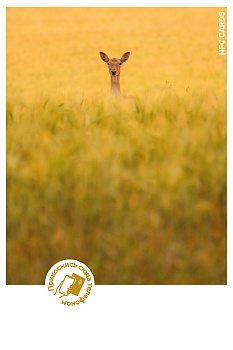 Интерактивная открытка NFC CARDS "Mood; Roe deer hid", арт. 121-24518