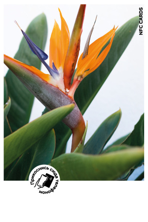Интерактивная открытка NFC CARDS "Mood; Strelitzia", арт. 121-24511 Интерактивная открытка NFC CARDS "Mood; Strelitzia", арт. 121-24511
