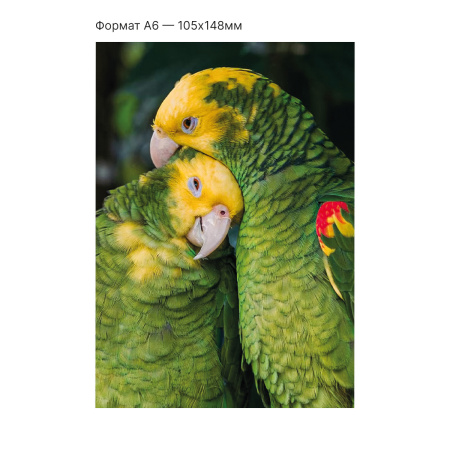 Интерактивная открытка с NFC "Неразлучники", ISBC, арт. 121-61513